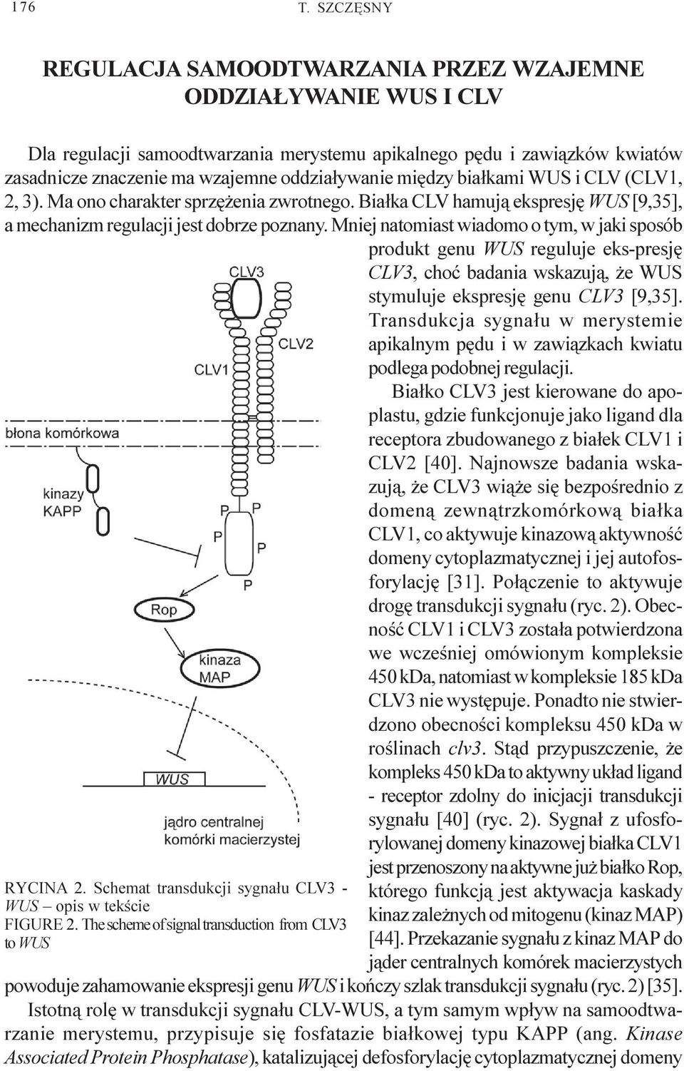 miêdzy bia³kami WUS i CLV (CLV1, 2, 3). Ma ono charakter sprzê enia zwrotnego. Bia³ka CLV hamuj¹ ekspresjê WUS [9,35], a mechanizm regulacji jest dobrze poznany.