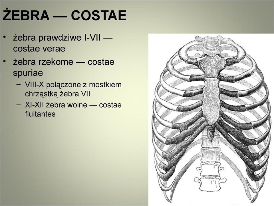 spuriae VIII-X połączone z mostkiem