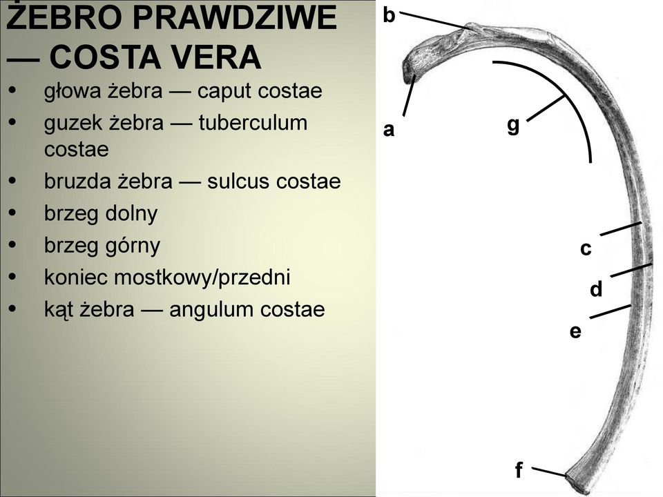 sulcus costae brzeg dolny brzeg górny koniec