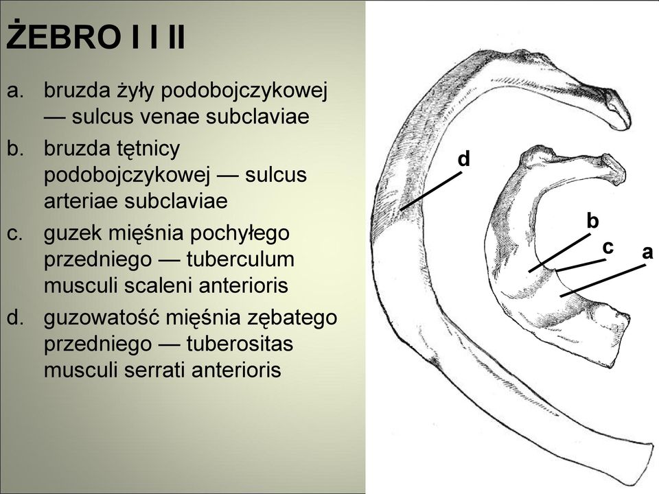 guzek mięśnia pochyłego przedniego tuberculum musculi scaleni anterioris