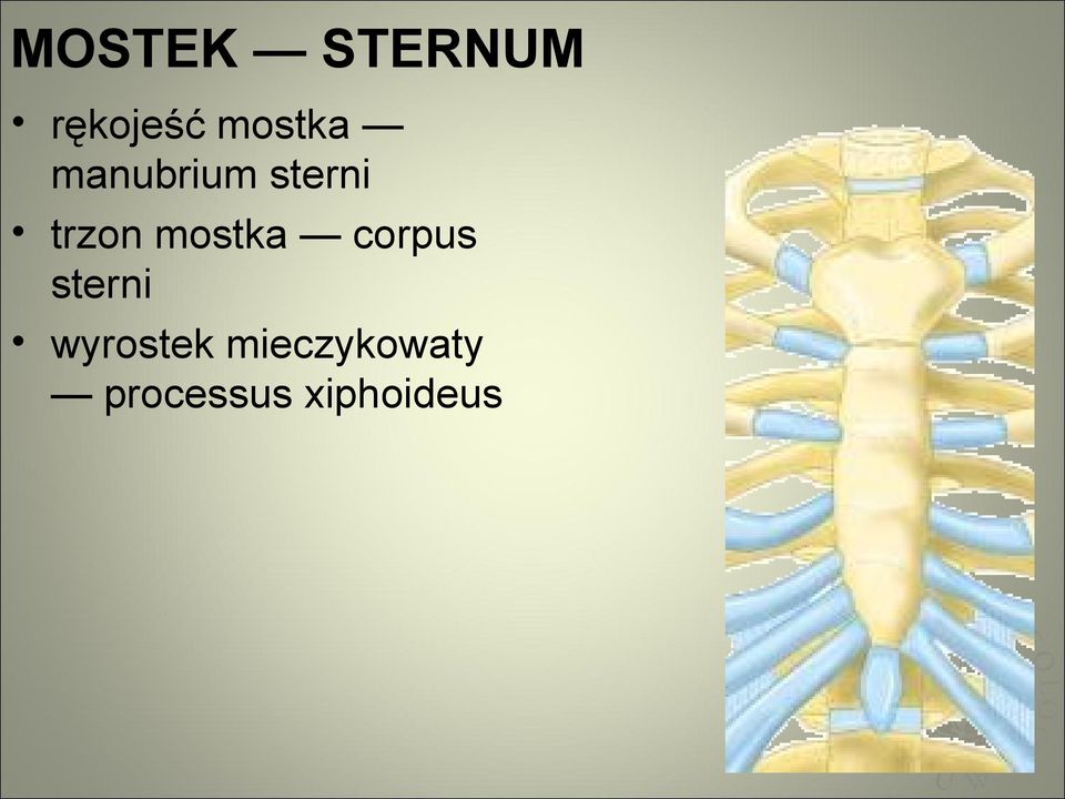 mostka corpus sterni wyrostek