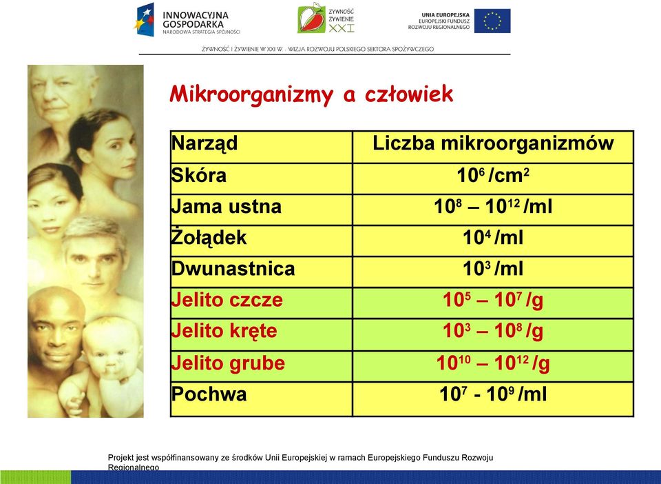 Dwunastnica 103 /ml Jelito czcze 105 107 /g Jelito