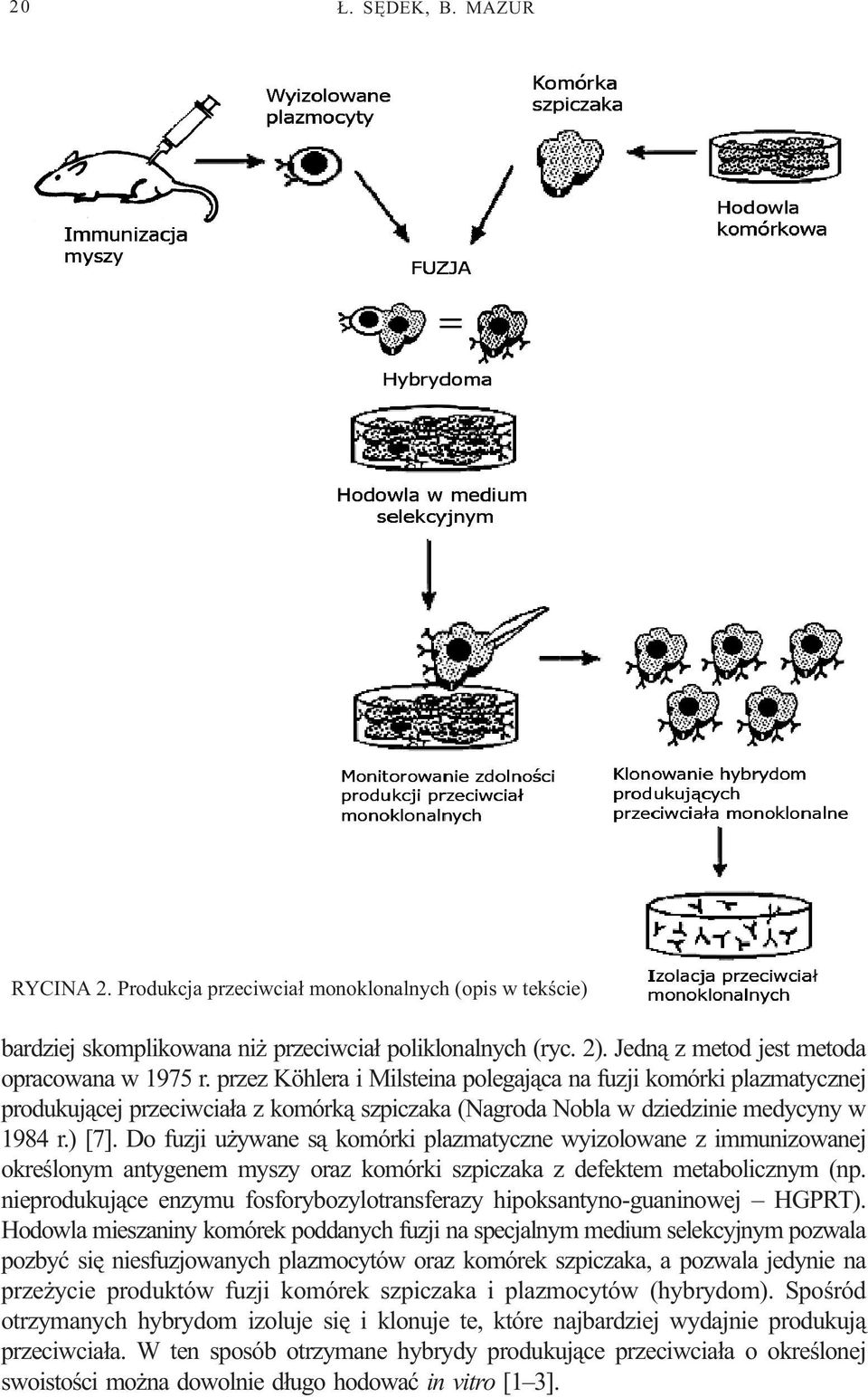 Do fuzji u ywane s¹ komórki plazmatyczne wyizolowane z immunizowanej okreœlonym antygenem myszy oraz komórki szpiczaka z defektem metabolicznym (np.