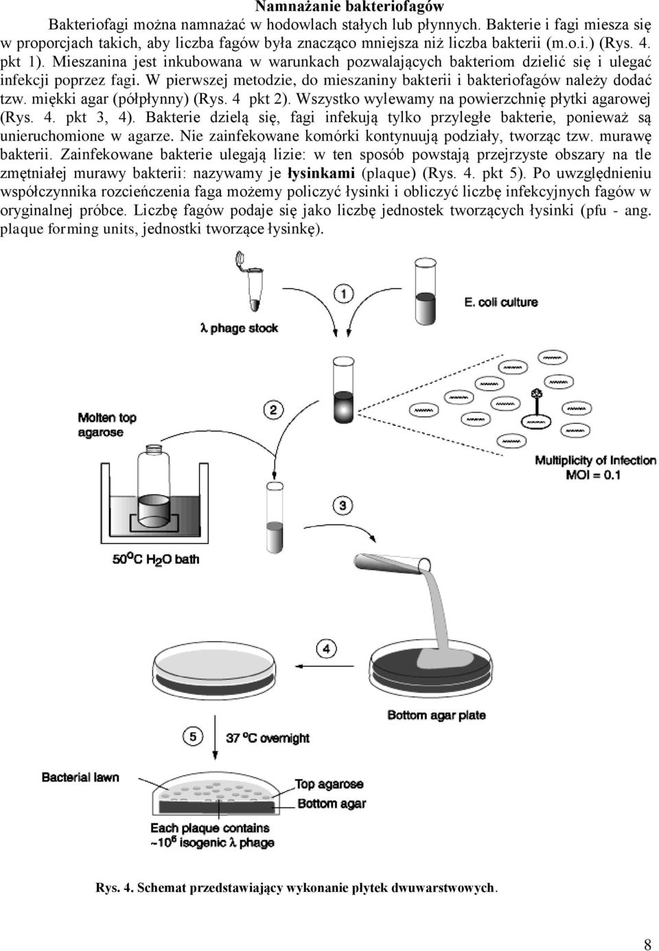 W pierwszej metodzie, do mieszaniny bakterii i bakteriofagów należy dodać tzw. miękki agar (półpłynny) (Rys. 4 pkt 2). Wszystko wylewamy na powierzchnię płytki agarowej (Rys. 4. pkt 3, 4).