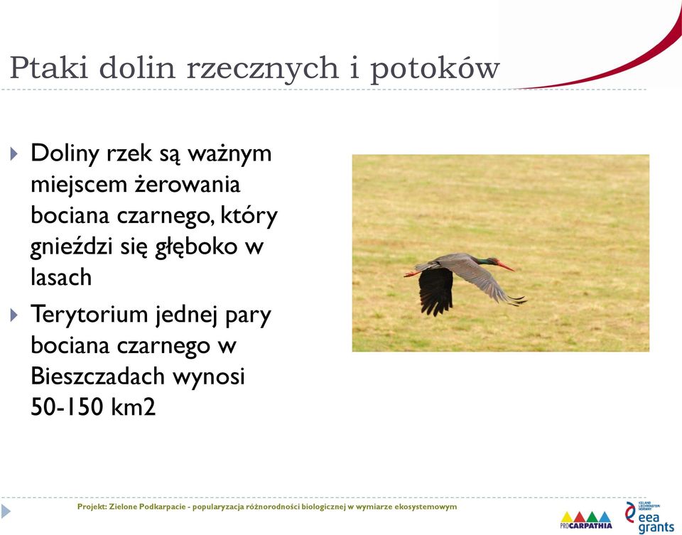 gnieździ się głęboko w lasach Terytorium jednej