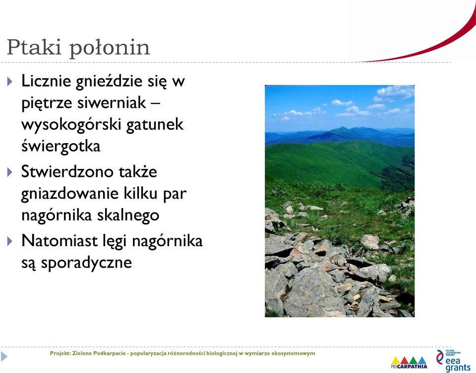 Stwierdzono także gniazdowanie kilku par