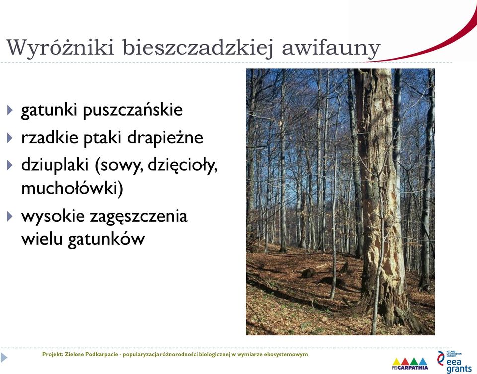 drapieżne dziuplaki (sowy, dzięcioły,