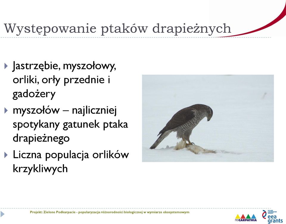 myszołów najliczniej spotykany gatunek ptaka