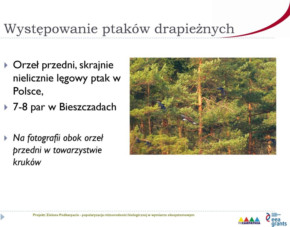 w Polsce, 7-8 par w Bieszczadach Na