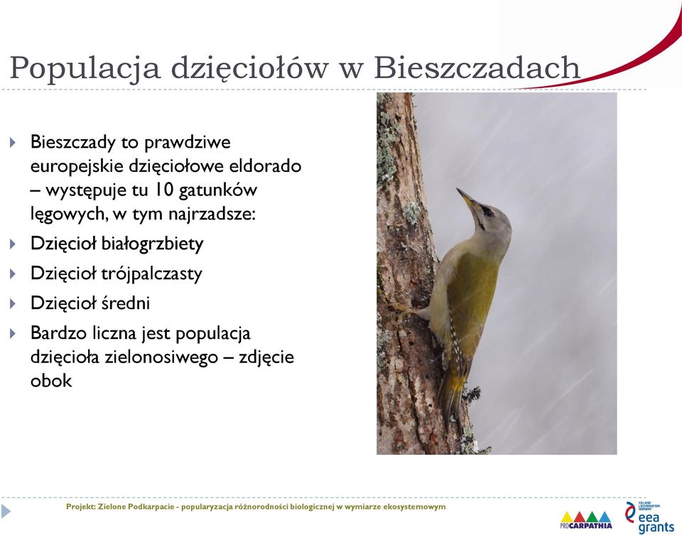 w tym najrzadsze: Dzięcioł białogrzbiety Dzięcioł trójpalczasty