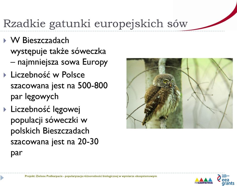 szacowana jest na 500-800 par lęgowych Liczebność lęgowej
