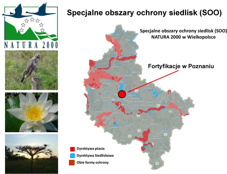 Poznaniu Dyrektywa ptasia Dyrektywa Siedliskowa