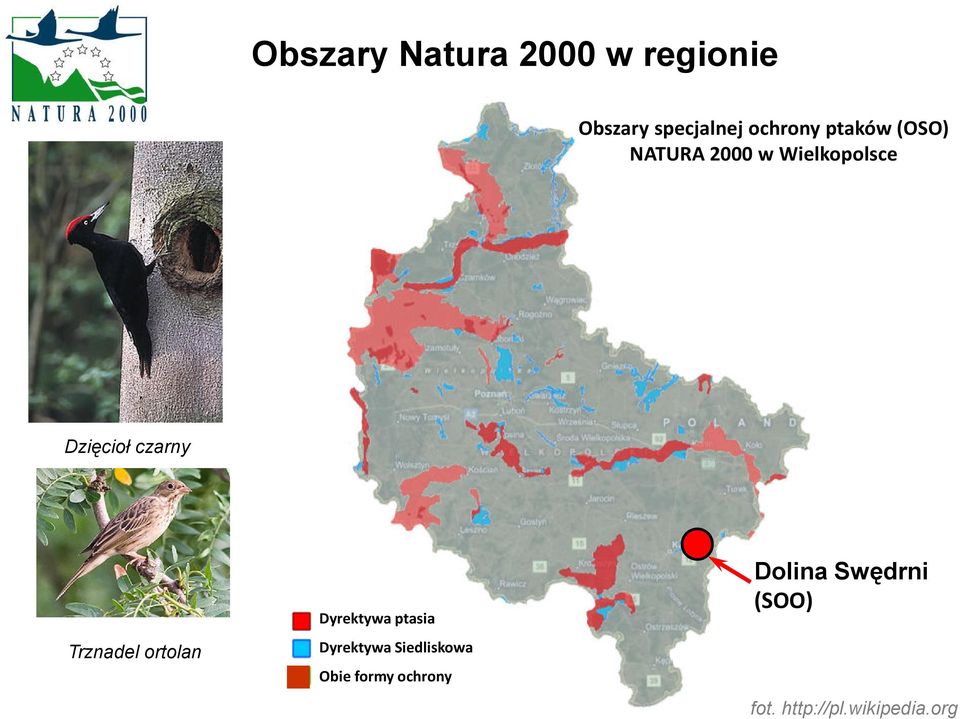 Trznadel ortolan Dyrektywa ptasia Dyrektywa Siedliskowa