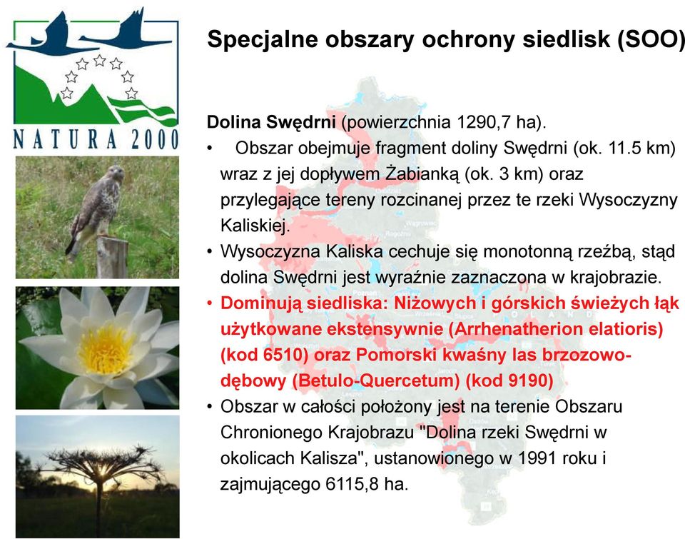 Wysoczyzna Kaliska cechuje się monotonną rzeźbą, stąd dolina Swędrni jest wyraźnie zaznaczona w krajobrazie.