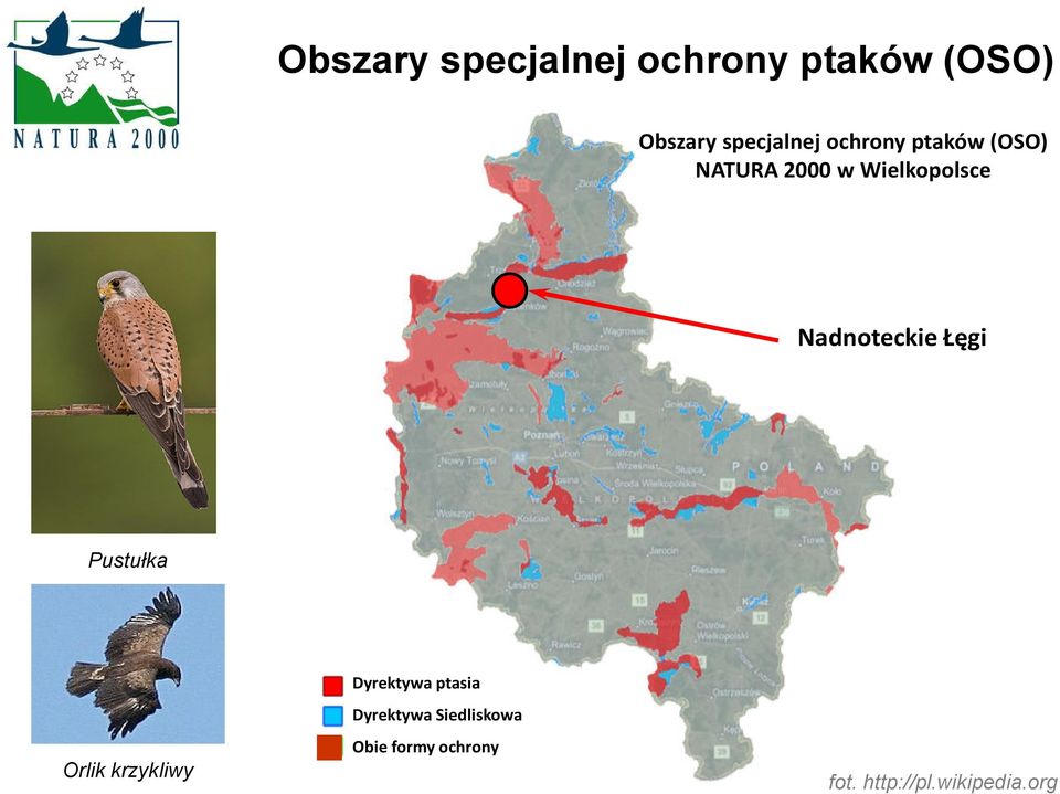 Nadnoteckie Łęgi Pustułka Orlik krzykliwy Dyrektywa ptasia