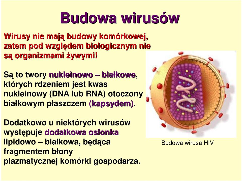 Są to twory nukleinowo białkowe kowe, których rdzeniem jest kwas nukleinowy (DNA lub RNA) otoczony