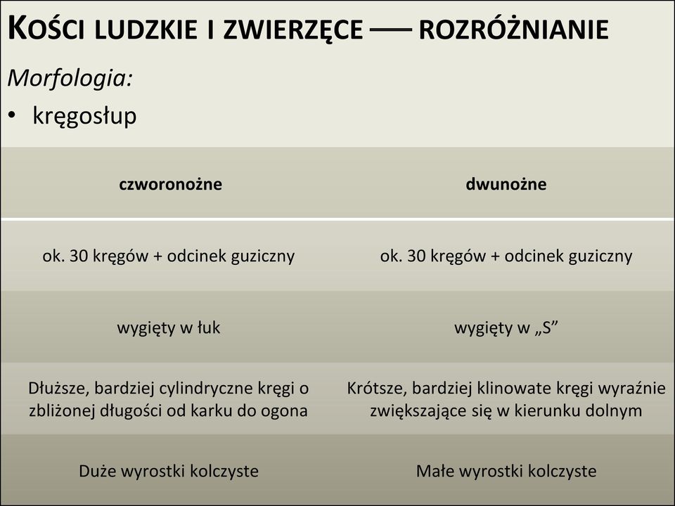 cylindryczne kręgi o zbliżonej długości od karku do ogona Krótsze, bardziej