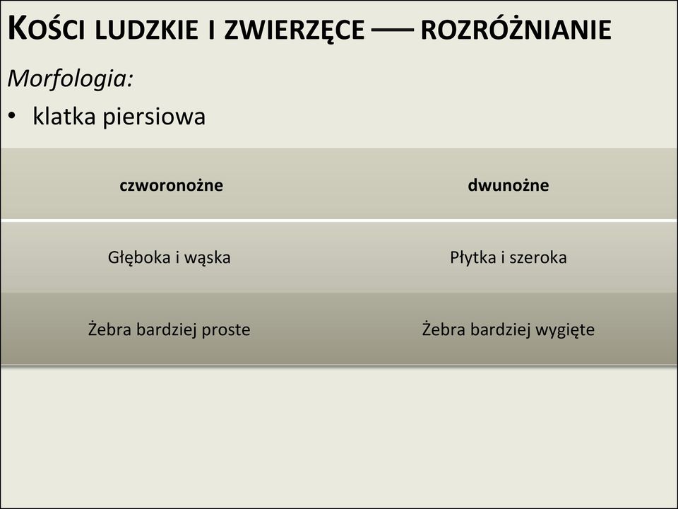 Płytka i szeroka Żebra