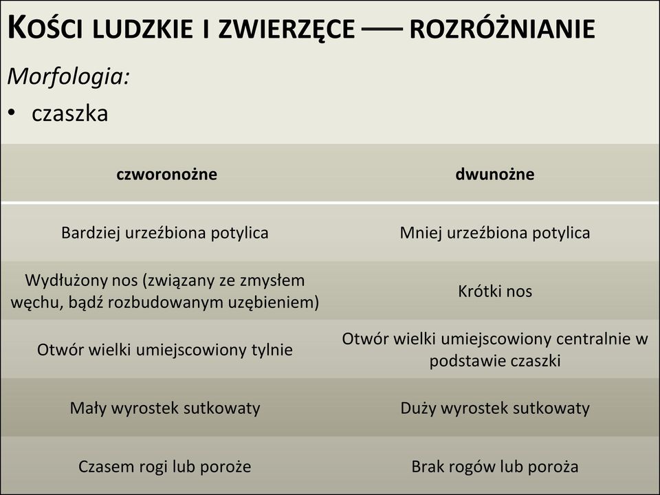 umiejscowiony tylnie Mały wyrostek sutkowaty Krótki nos Otwór wielki umiejscowiony