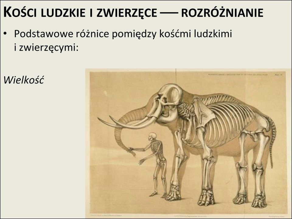 kośdmi ludzkimi