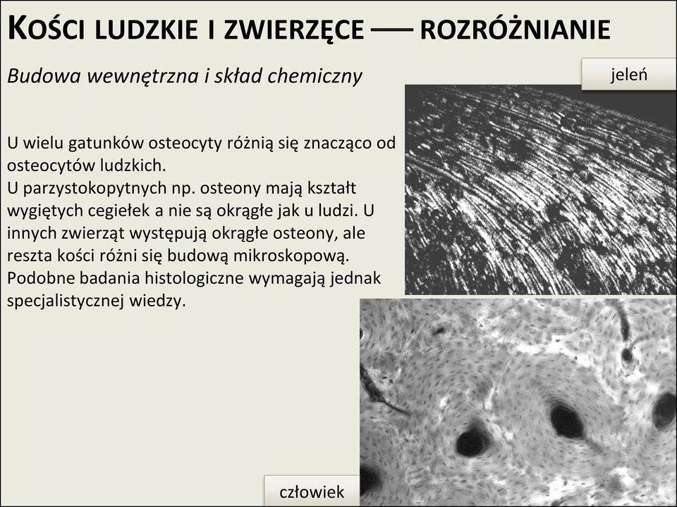 osteony mają kształt wygiętych cegiełek a nie są okrągłe jak u ludzi.