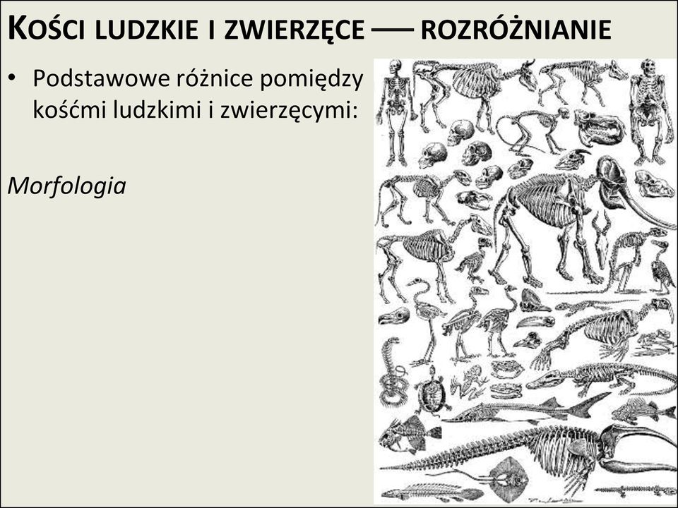 kośdmi ludzkimi i