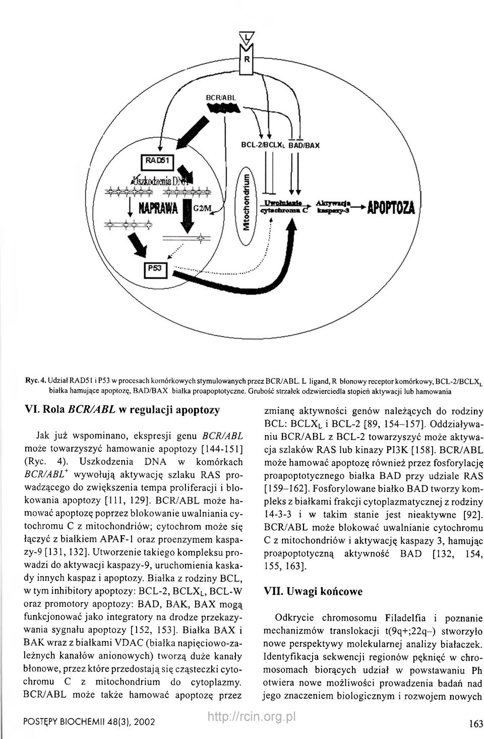 Uszkodzenia DNA w komórkach BCR/ABL+ wywołują aktywację szlaku RAS prowadzącego do zwiększenia tempa proliferacji i blokowania apoptozy [111, 129], BCR/ABL może hamować apoptozę poprzez blokowanie