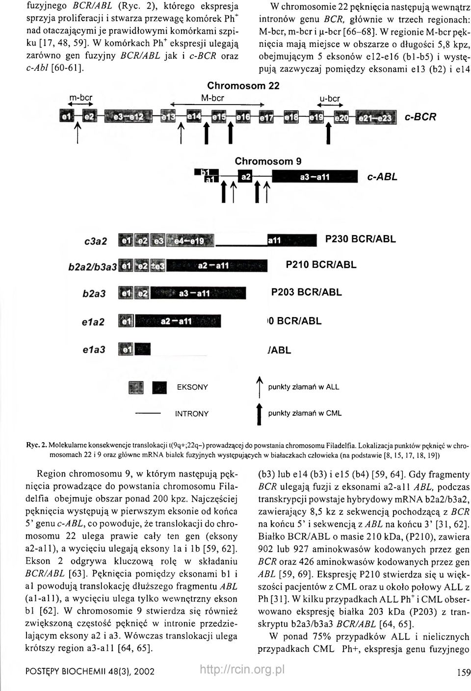 m-bcr < t Chromosom 22 M-bcr t t t W chromosomie 22 pęknięcia następują wewnątrz intronów genu BCR, głównie w trzech regionach: M-bcr, m-bcr i p-bcr [66-68].