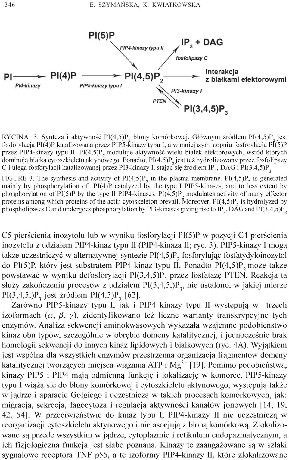 moduluje aktywnoœæ wielu bia³ek efektorowych, wœród których dominuj¹ bia³ka cytoszkieletu aktynowego.