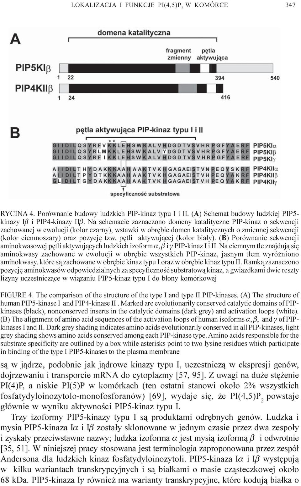 tzw. pêtli aktywuj¹cej (kolor bia³y). (B) Porównanie sekwencji aminokwasowej pêtli aktywuj¹cych ludzkich izoform a, b i g PIP-kinaz I i II.