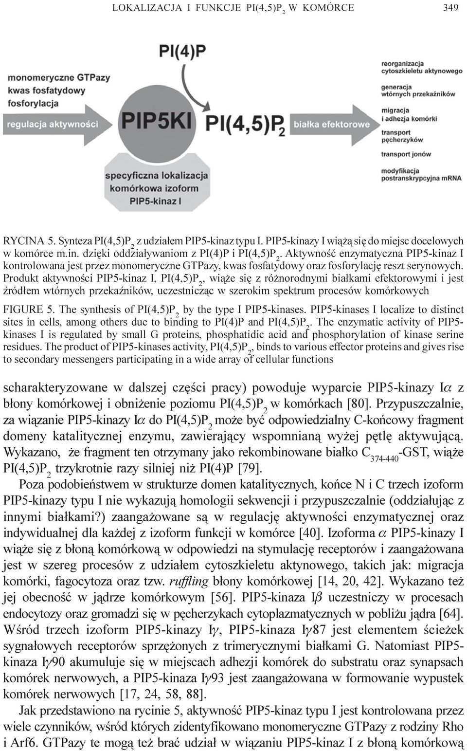 Produkt aktywnoœci PIP5-kinaz I,, wi¹ e siê z ró norodnymi bia³kami efektorowymi i jest Ÿród³em wtórnych przekaÿników, uczestnicz¹c w szerokim spektrum procesów komórkowych FIGURE 5.