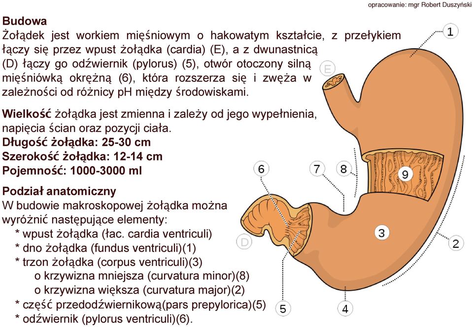 Długość żołądka: 25-30 cm Szerokość żołądka: 12-14 cm Pojemność: 1000-3000 ml Podział anatomiczny W budowie makroskopowej żołądka można wyróżnić następujące elementy: * wpust żołądka (łac.