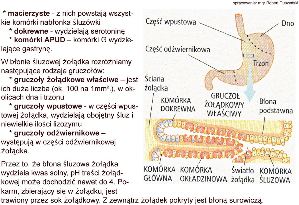), w okolicach dna i trzonu * gruczoły wpustowe - w części wpustowej żołądka, wydzielają obojętny śluz i niewielkie ilości lizozymu * gruczoły odźwiernikowe występują w części
