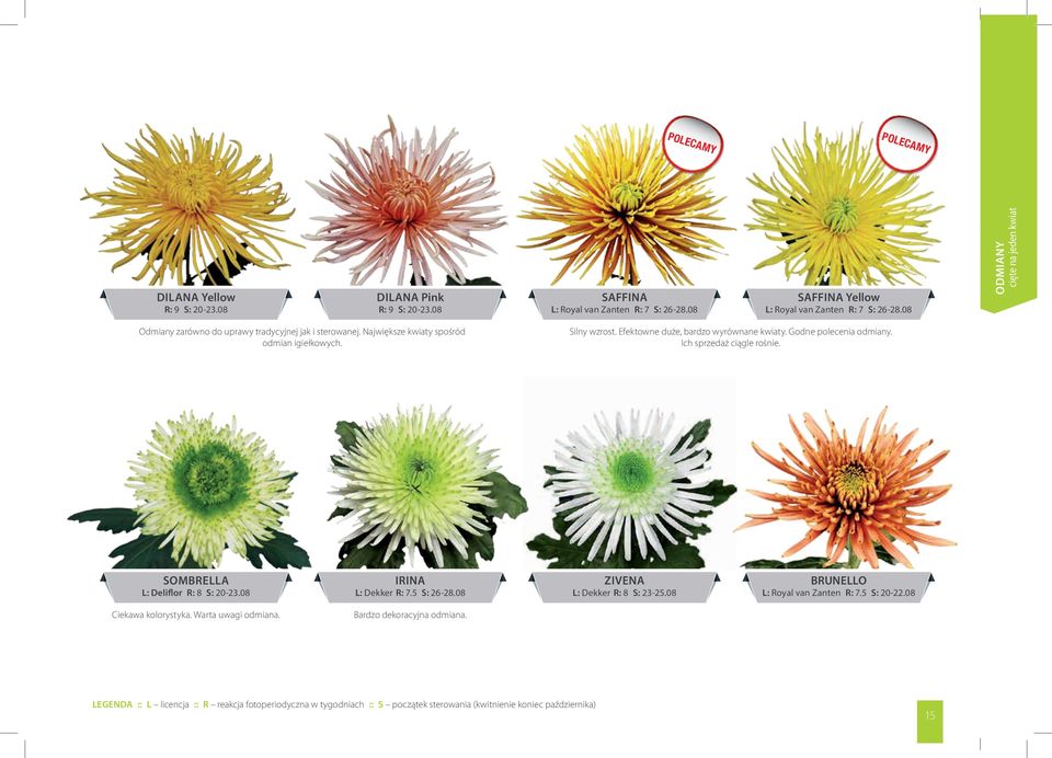 Godne olecenia odmiany. Ich rzedaż ciągle rośnie. SOMBRELLA L: Deliflor R: 8 S: 20-23.08 IRINA L: Dekker R: 7.5 S: 26-28.08 ZIVENA L: Dekker R: 8 S: 23-25.