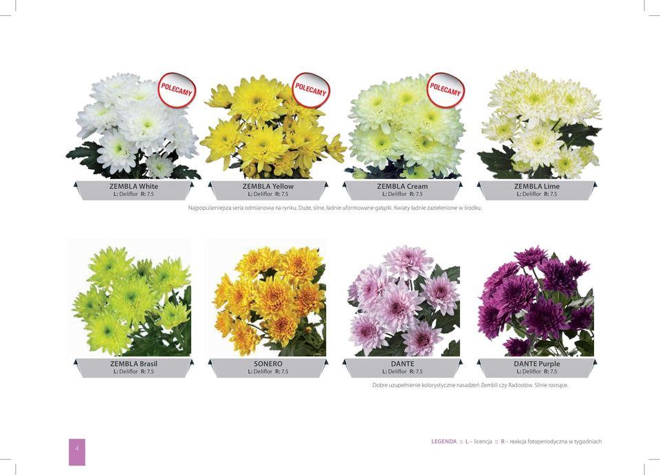 Kwiaty ładnie zazielenione w środku. ZEMBLA Brail L: Deliflor R: 7.5 SONERO L: Deliflor R: 7.5 DANTE L: Deliflor R: 7.