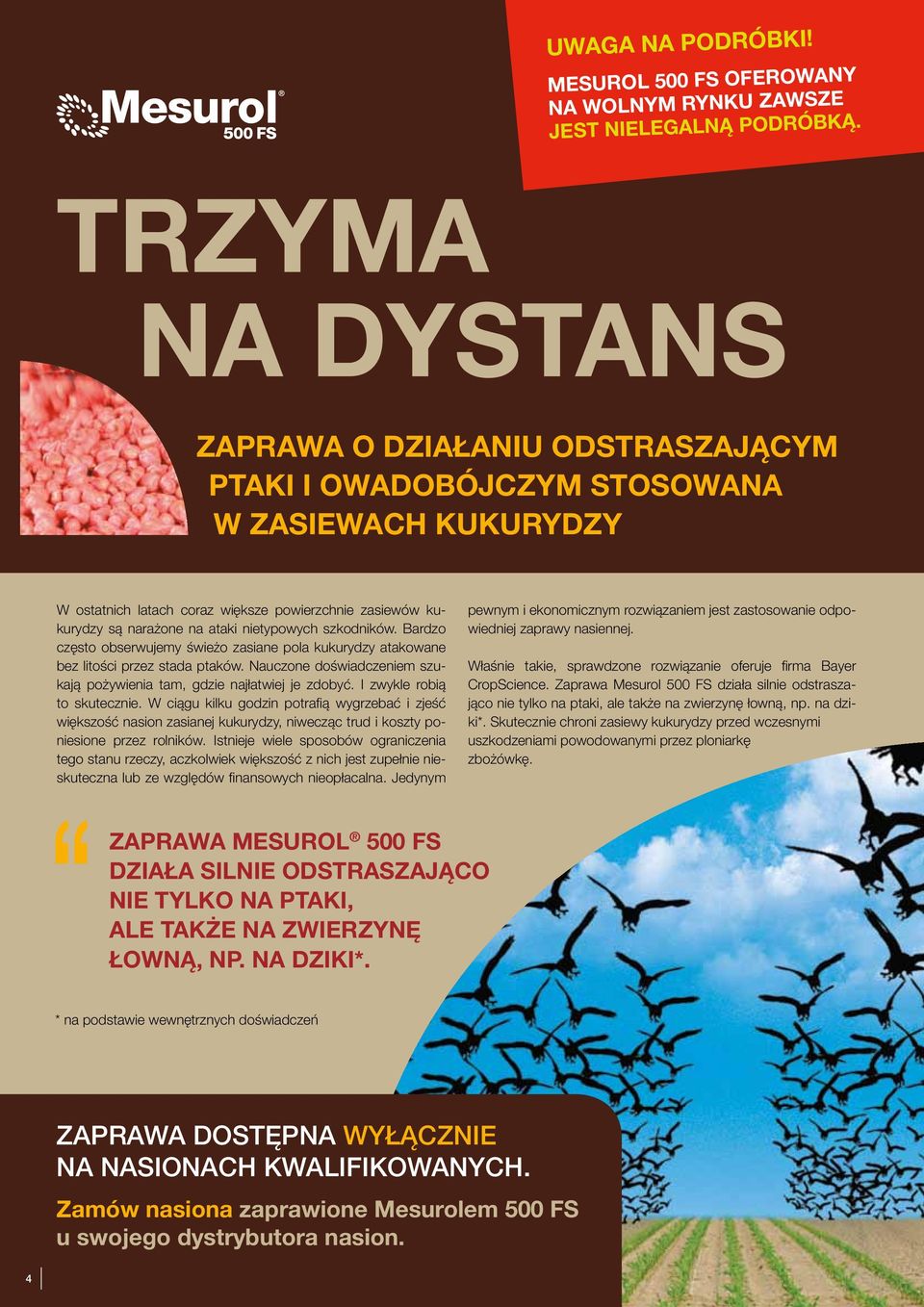 nietypowych szkodników. Bardzo często obserwujemy świeżo zasiane pola kukurydzy atakowane bez litości przez stada ptaków. Nauczone doświadczeniem szukają pożywienia tam, gdzie najłatwiej je zdobyć.