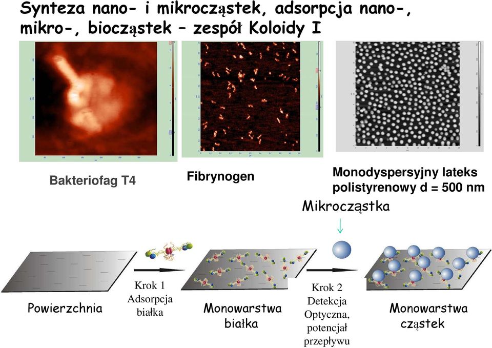 d = 500 nm Mikrocząstka Krok 1 Adsorpcja Krok 2 Detekcja Optyczna,