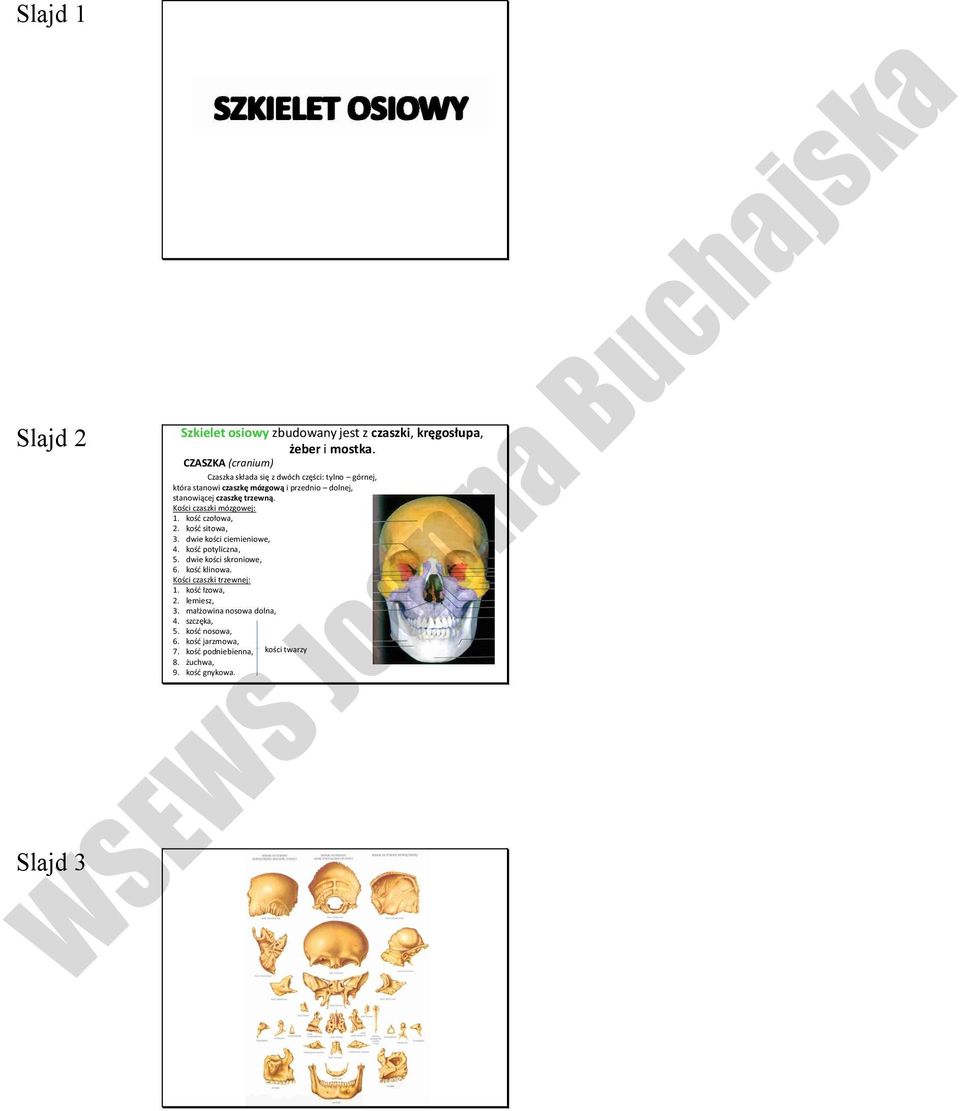 Kości czaszki mózgowej: 1. kość czołowa, 2. kość sitowa, 3. dwie kości ciemieniowe, 4. kość potyliczna, 5. dwie kości skroniowe, 6. kość klinowa.