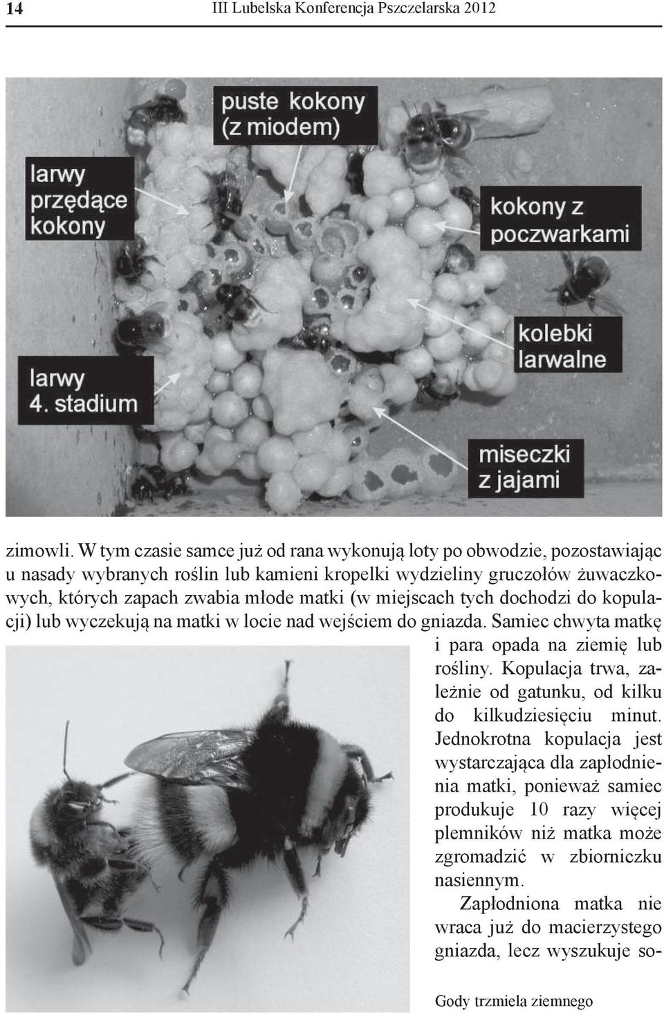 matki (w miejscach tych dochodzi do kopulacji) lub wyczekują na matki w locie nad wejściem do gniazda. Samiec chwyta matkę i para opada na ziemię lub rośliny.