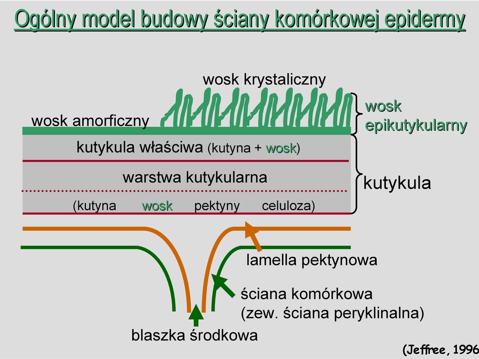 wosk pektyny celuloza) wosk epikutykularny kutykula blaszka środkowa