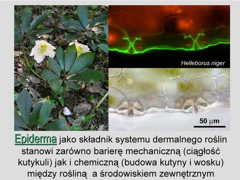 barierę mechaniczną (ciągłość kutykuli) jak i chemiczną