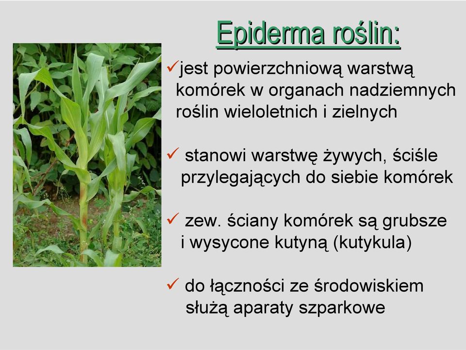 ściśle przylegających do siebie komórek zew.