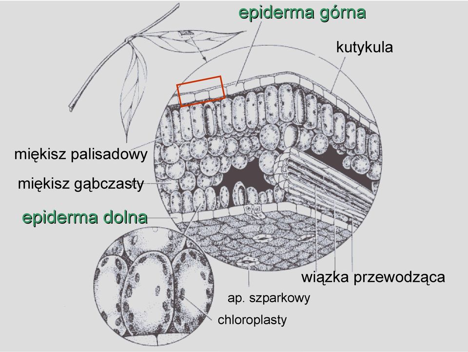 gąbczasty epiderma dolna ap.