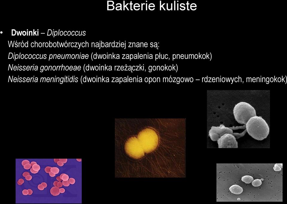 płuc, pneumokok) Neisseria gonorrhoeae (dwoinka rzeżączki, gonokok)