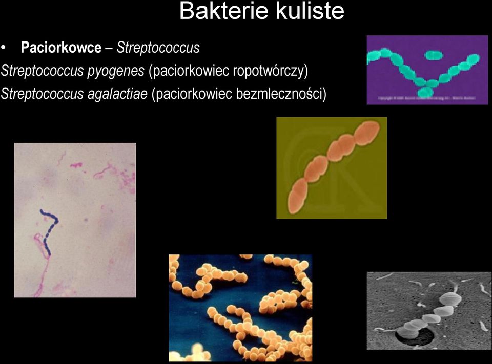 (paciorkowiec ropotwórczy)