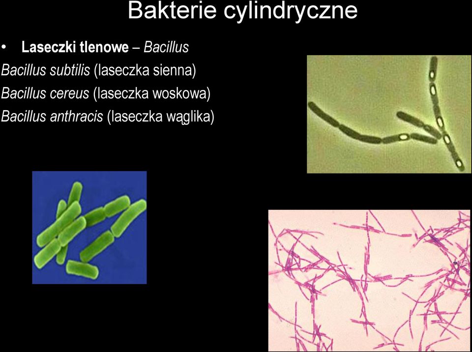 cereus (laseczka woskowa) Bacillus