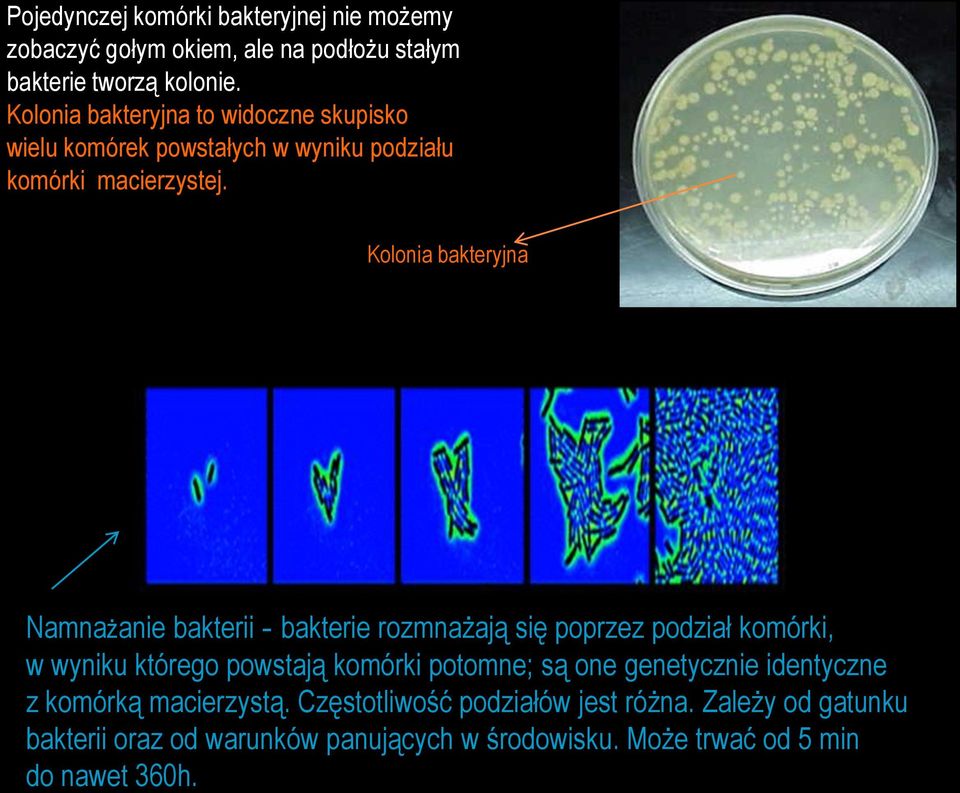 Kolonia bakteryjna Namnażanie bakterii - bakterie rozmnażają się poprzez podział komórki, w wyniku którego powstają komórki potomne; są