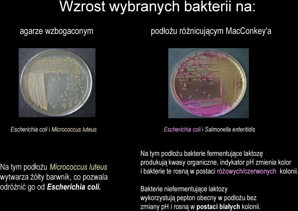 Na tym podłożu bakterie fermentujące laktozę produkują kwasy organiczne, indykator ph zmienia kolor i bakterie te rosną w postaci