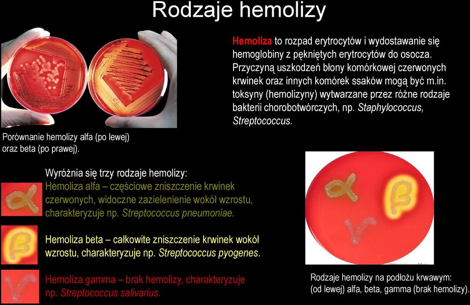 Staphylococcus, Streptococcus. Wyróżnia się trzy rodzaje hemolizy: Hemoliza alfa częściowe zniszczenie krwinek czerwonych, widoczne zazielenienie wokół wzrostu, charakteryzuje np.