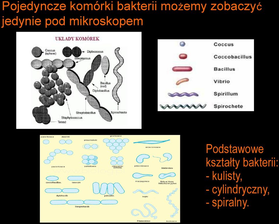 mikroskopem Podstawowe kształty